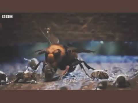 Stupid bee, get clapped on Minecraft meme IRL