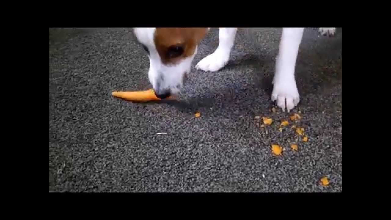 Puppy Jack Russell Terrier Eats FULL Carrot