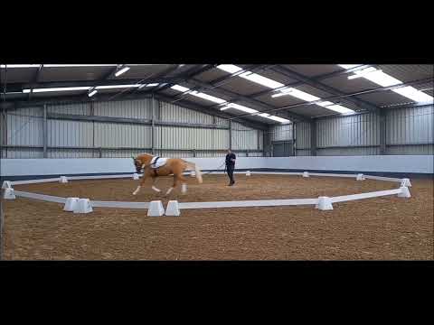 Kat. Nr. 9 Ponyforum Hengsttage 2022 Donaugold von Dreidimensional AT NRW x Creme Brulee v.H. NRW