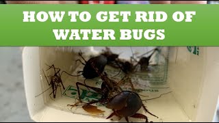 How to Get Rid of Water Bugs