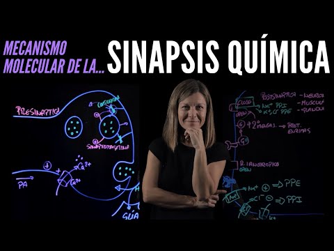 🧠 SINAPSIS QUÍMICA 🔝