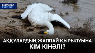 Аққулардың жаппай қырылуына кім кінәлі?