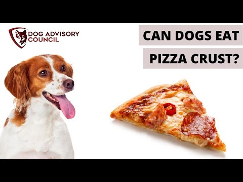 Can Dogs Eat Pizza Crust? How Bad Is Pizza Crust For Dogs?