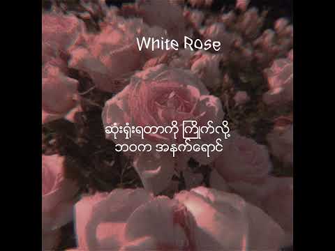 G-Win ~𝙒𝙝𝙞𝙩𝙚 𝙍𝙤𝙨𝙚