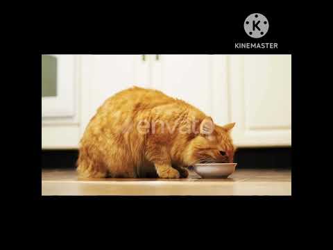 buti full Masoom cat 😺😺 sabhi baliya bade hi khubsurat Surat Hain