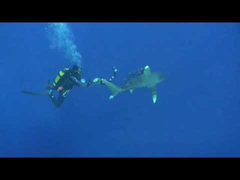 Böser Longimanus, Zarbagad,Ägypten