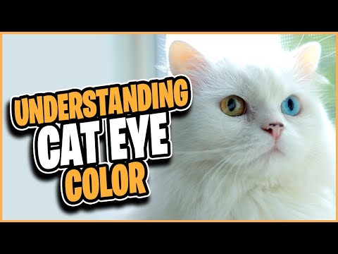 CRAZY Cat Eye Colors!  What Makes Them Unique?