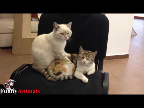 Cat massage Dogs and Cats - Cute Kittens