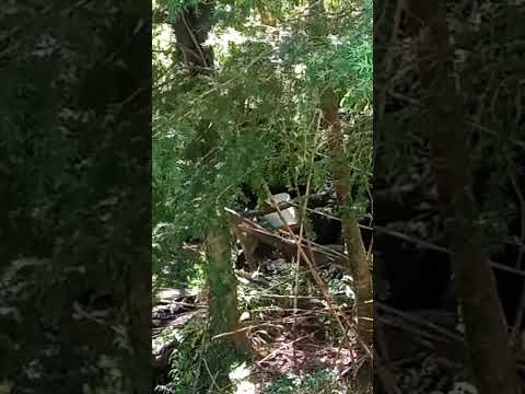 Loro Choroy en Alpehue, Melipeuco Región de la Araucanía Chile