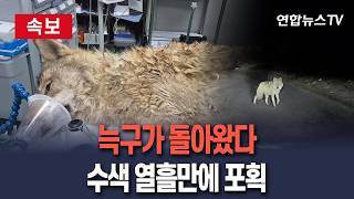 [????속보] 늑구가 돌아왔다 탈출 열흘만에 생포…건강 이상 없어 / 연합뉴스TV(YonhapnewsTV)