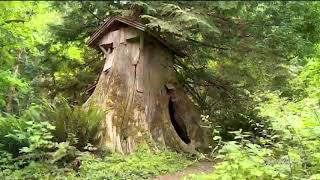 Short hike to a cool spot: Guillemot Cove stump house  - KING 5 Evening
