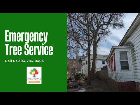 Videos from Tree Fellas