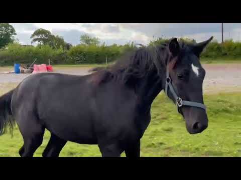 Stylish Irish Sport Horse Yearling Filly - Image 2