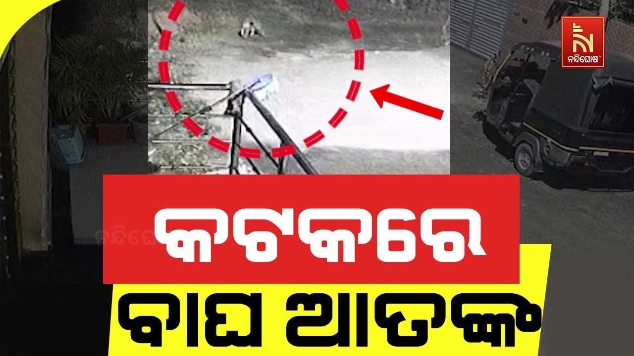 କଟକ ଜଗତପୁର ଅଞ୍ଚଳରେ ବାଘ ଆତଙ୍କ। ଇମାମ୍ ନଗର ଅଞ୍ଚଳରେ କଲରା