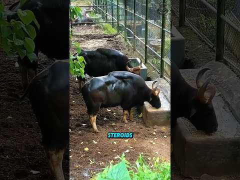 Gaur: The Beast Even Tigers Fear