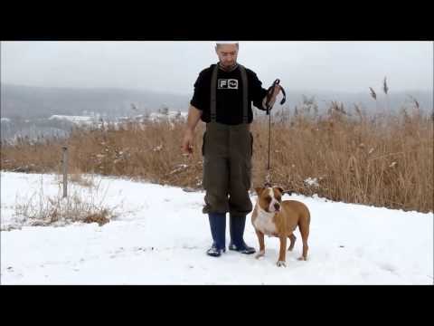 Amstaff - Il Guerriero Di Hateg - ( American Staffordshire Terrier Romania )