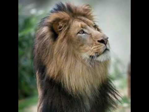 Donator calvins - Shinga(official audio)