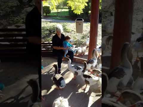 Heitor, Lavínia, Alice  e os patos