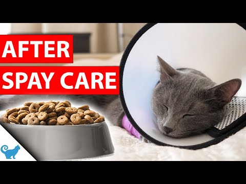 My Cat Won't Eat After Being Spayed - What Should I Do?