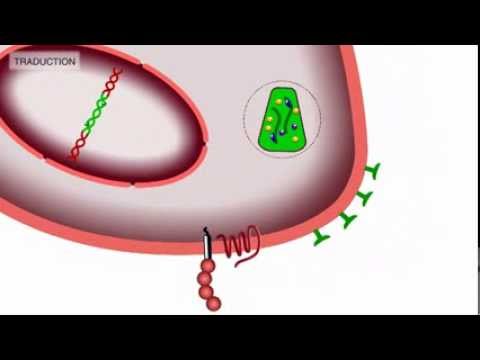 comment ouvrir synaptic