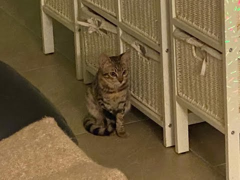 Sheeba - pisica noastră - ep 1