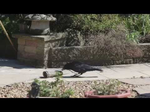 Crow wrecking bird feeder