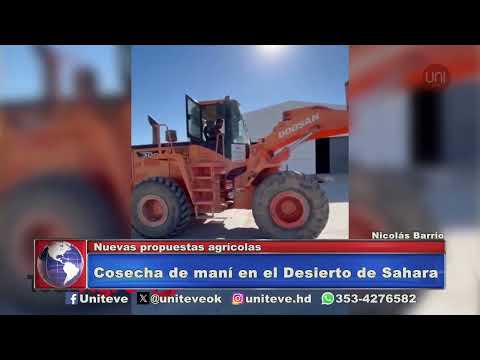 Cosecha de maní en el Desierto de Sahara