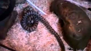 Serena the Florida King snake as a baby eating a mouse. no bigger than my hand at this point :)