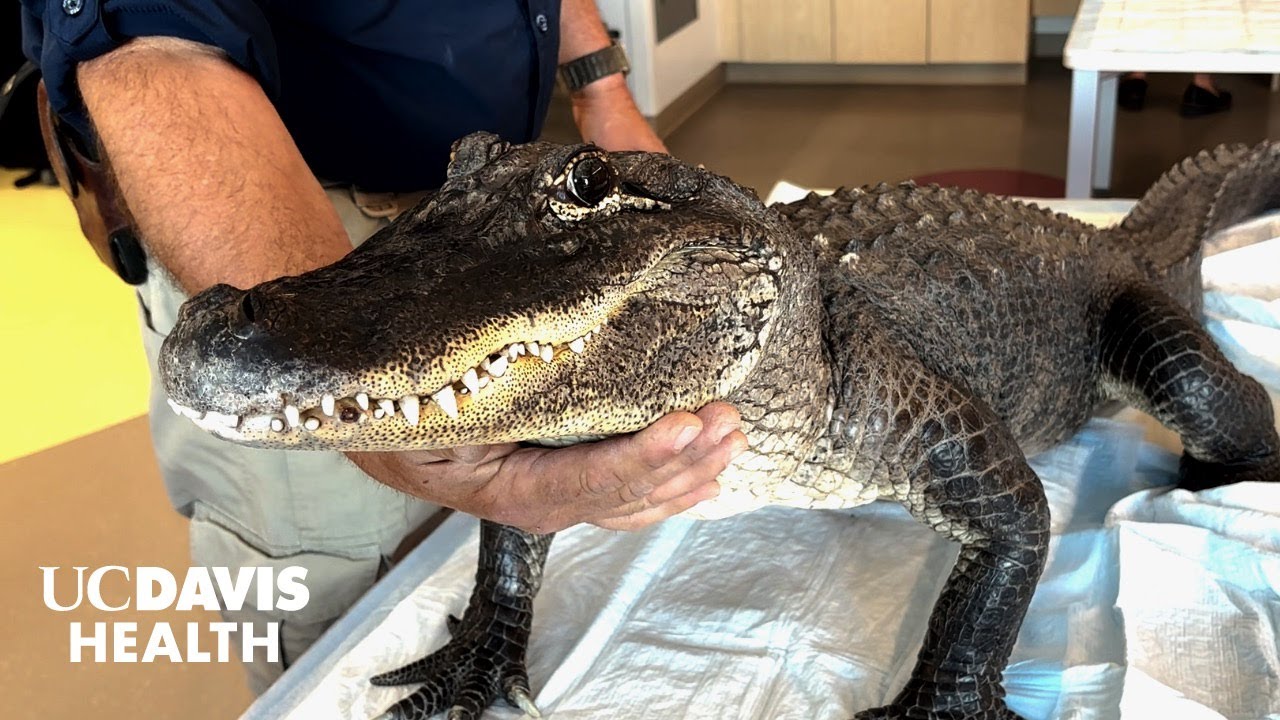 Thumbnail preview of SeaWorld Visits UC Davis Children's Hospital