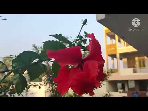 Visit My Grandma's Garden |Flowers ,vegetable anf fruits | Laasya and Hasya