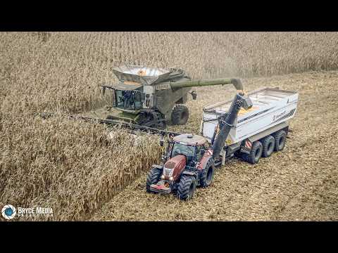 Mais Ernte 2024  Claas Lexion Mähdrescher & Traktor McCormick Landwirtschaft-Mais dreschen- Westhoff