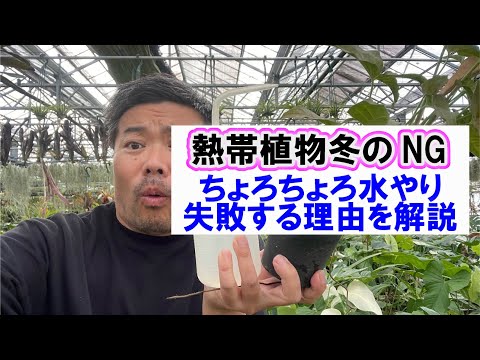 植物は冬の覆いの下で水をやるべきですか？はい、いいえ!  庭園