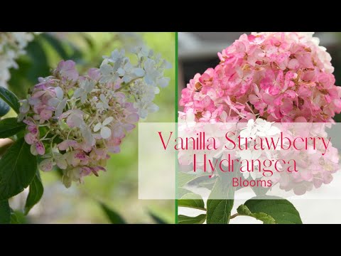 download lagu mp3 mp4 Vanilla Strawberry Hydrangea, download lagu Vanilla Strawberry Hydrangea gratis, unduh video klip Vanilla Strawberry Hydrangea