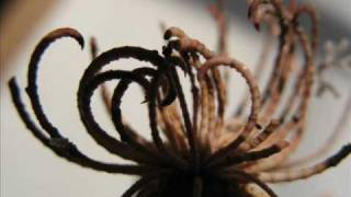 Sea Feathers: (Promachocrinus kerguelensis)