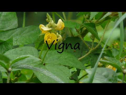 How to Pronounce Vigna?
