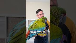 Size of Great Green Macaw vs Military Macaw