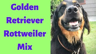 Golden Retriever Rottweiler Mix: A Complete Guide to Golden Rottweiler