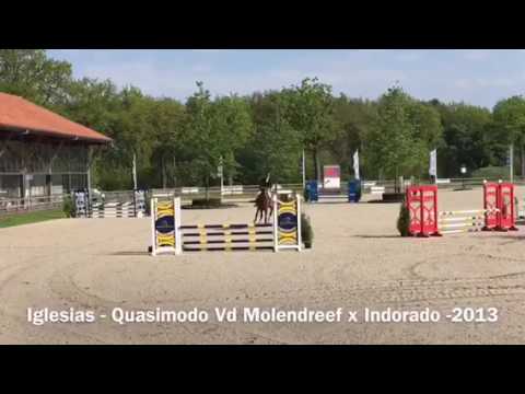 Approved Stallion - Iglesias - Quasimodo v d M x Indorado - 2013