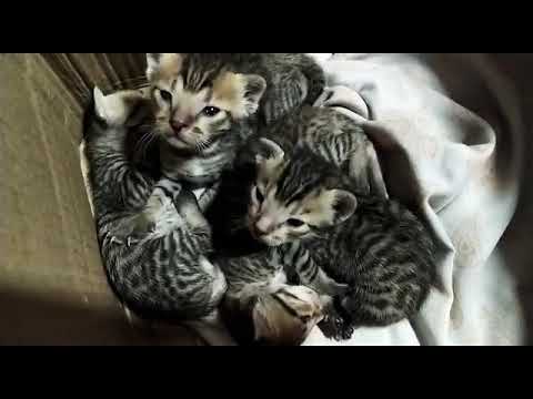 Small kittens rescued 💕 soo cute
