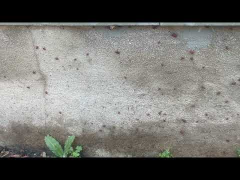That's a Lot of Boxelder Bugs Around the...