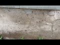 That's a Lot of Boxelder Bugs Around the Home in Marlboro, NJ