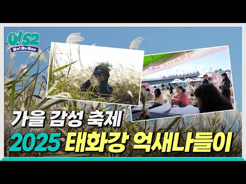 [생방송 0!52] 가을의 절정, 2025 태화강 억새나들이