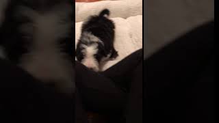 Video preview image #2 Bordoodle Puppy For Sale in CRESTON, OH, USA