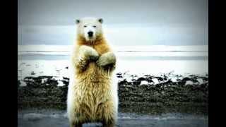 Dancing Polar Bear — Let's Twist Again