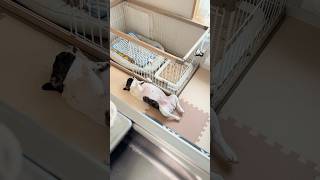 一犬時間を満喫するフレブル
