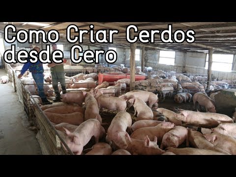 , title : 'Como Empezar A Criar Cerdos Desde Cero║Paso a Paso║Consejos Básicos'