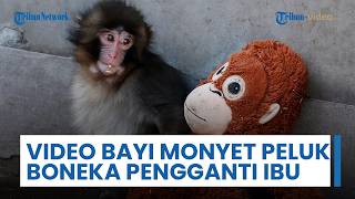 Viral Video Bayi Monyet Peluk Boneka Orangutan sebagai Pengganti Ibunya seusai Ditolak Ibu Kandung