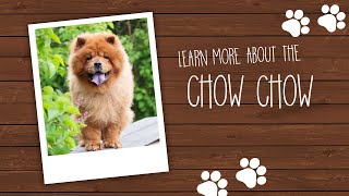 Chow Chow