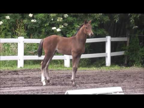 "Sporty Spice PAV" Hann. St. v. Szenario - Goldfever - Heatbreaker