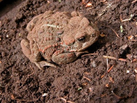 Rare desert frog spotted in my garden eating my kale!
